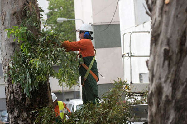 Finalizada la campaña de poda en más de 700 ejemplares