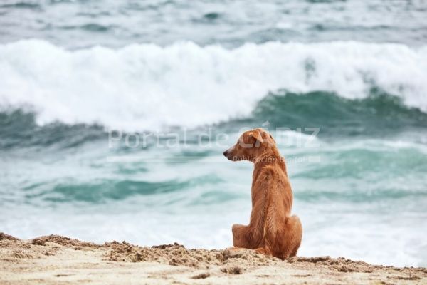 lonely dog sitting on beach and looking at sea t20 omodaq