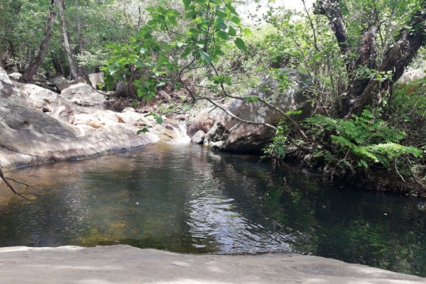 Se evalúa el estado del arbolado del Parque Natural de los Alcornocales