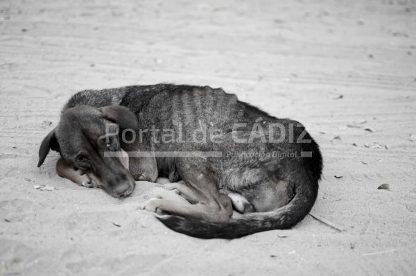 starving dog in bagan t20 9jwagk