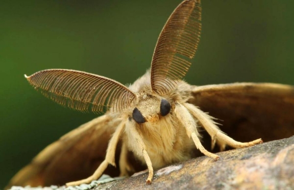 polilla gitana