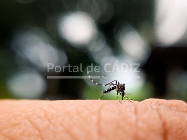 black macro blood focus closeup bite mosquito mosquitoes t20 ynonxl