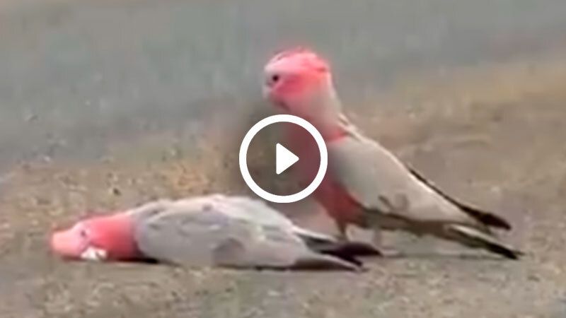 cacatua besos