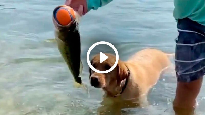 pez perro pelota