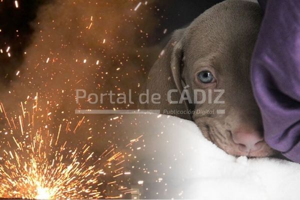 La Policía Local de Cádiz advierte del sufrimiento de las mascotas con los  petardos