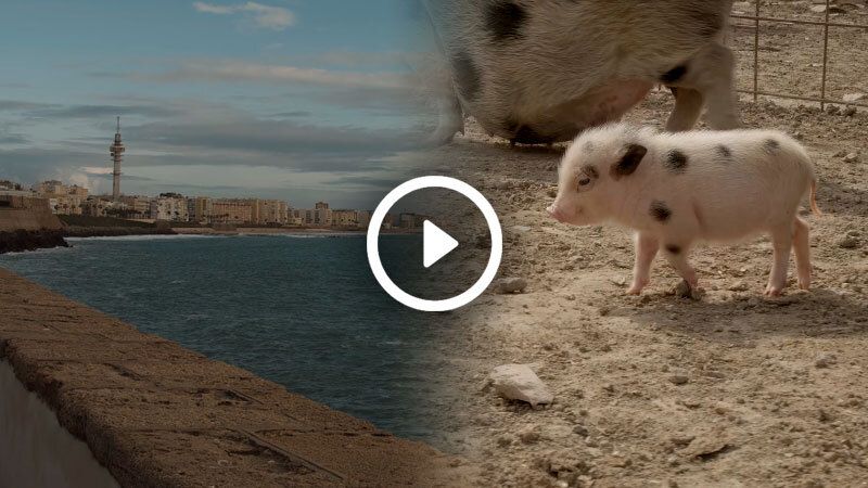 cerdito cadiz