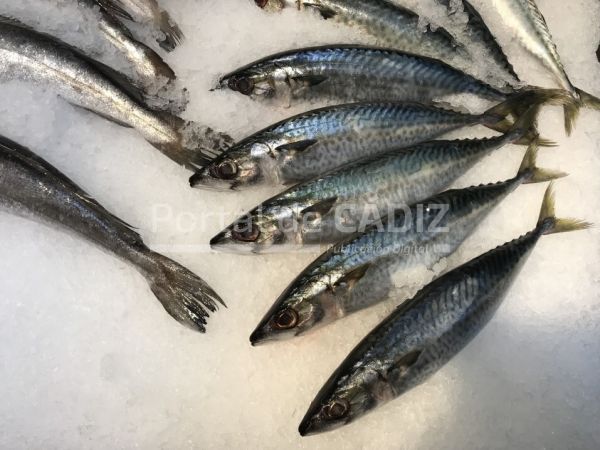 mackerel fish fishery fisher fisherman sea ocean food cooking recipe market t20 p1g9zn