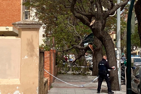 arbol caido colegio esclavas