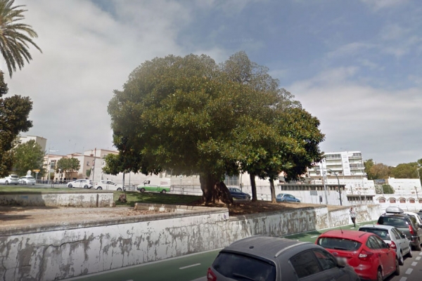 ficus sanseveriano