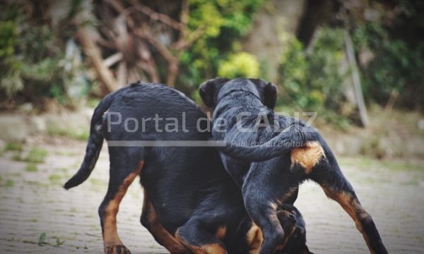 two dogs playing fight outdoor outside play action animal dogs playful two garden fun black pet t20 vradno