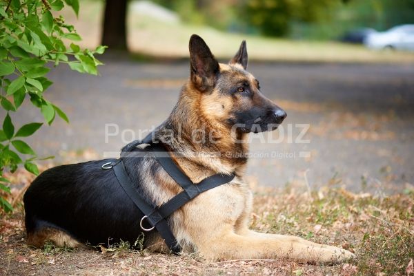 german shepherd for a walk 2022 02 24 15 54 22 utc