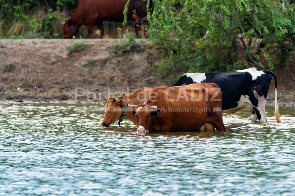 cows drink water from river 2021 08 26 19 57 37 utc