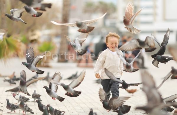 little boy running near doves chasing pigeons 2022 11 16 06 06 32 utc