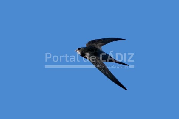 common swift apus apus 2021 08 28 00 43 31 utc