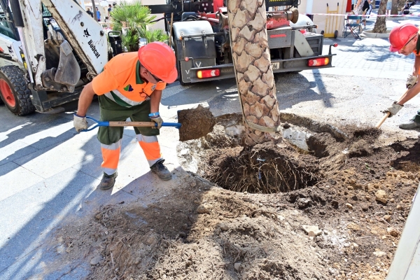 plantacion palmera