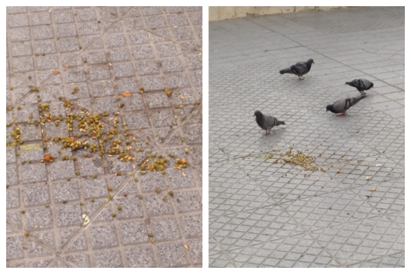 comidapalomas cadiz