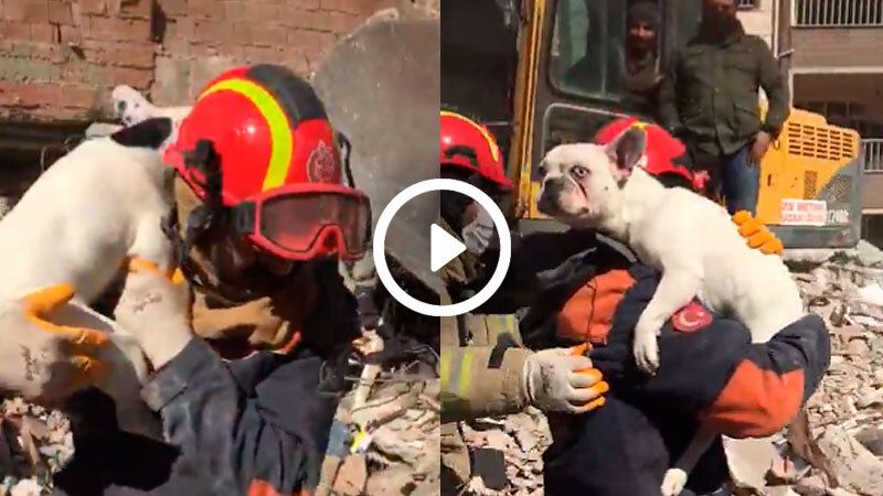 rescate perro turquia 1502202