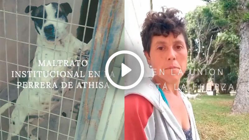 perrera athisa denuncia plataformasinmiedo