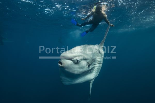 underwater view of mola mola ocean sunfish and lo 2022 03 07 23 52 45 utc