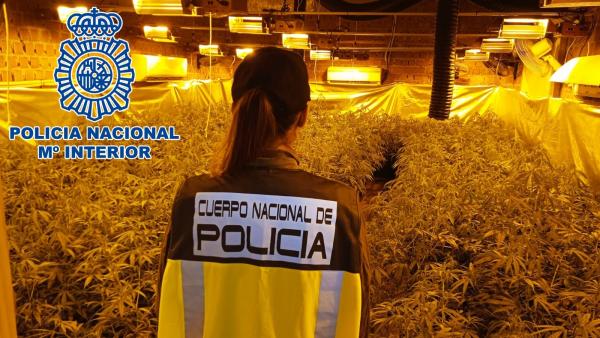 2023 11 29 sanlucar op brezo plantaciones marihuana 2