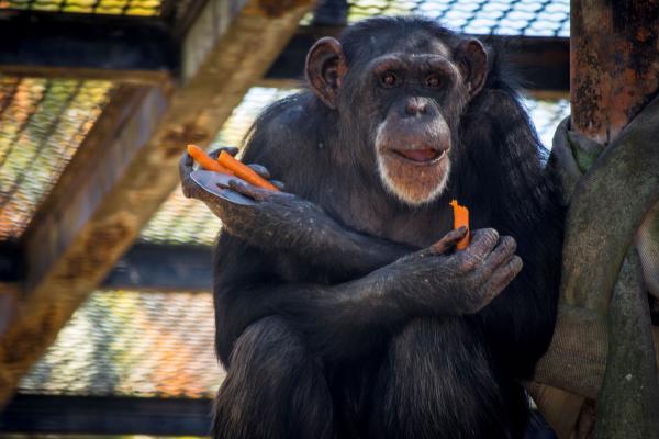 chimpance lulu ok