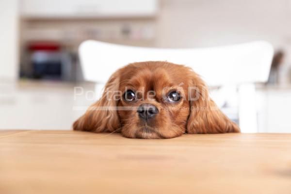 cute dog behind the kitchen table 2023 11 27 04 53 58 utc