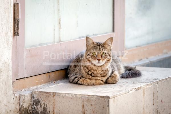 cute healthy stray cat looking in the camera 2022 11 14 05 27 18 utc