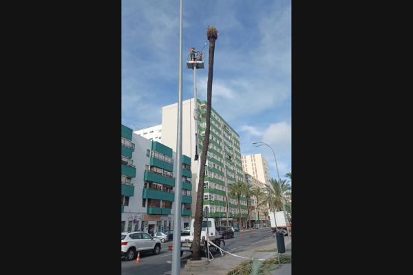 palmera estadio