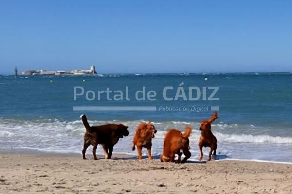 playa perros chiclana