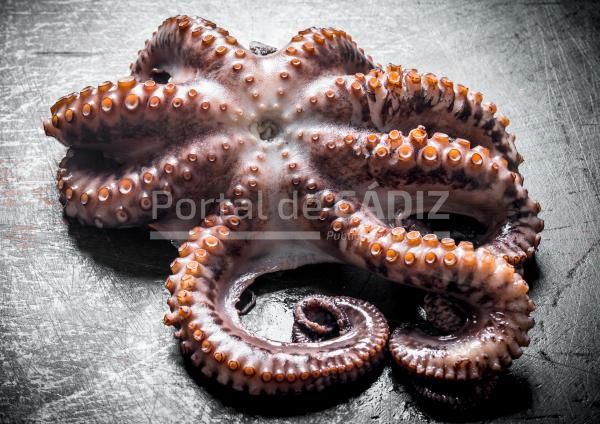 seafood fresh octopus 2023 11 27 04 52 42 utc