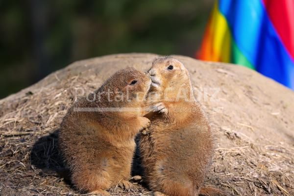 animales homosexualidad