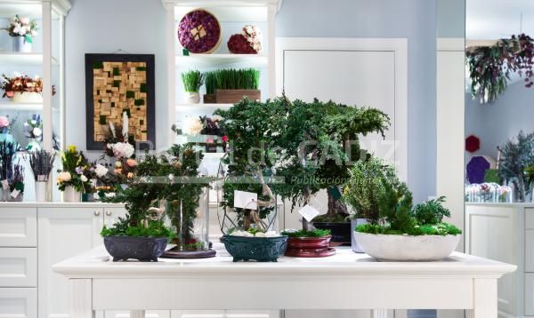 bonsai on the table in cafeteria store 2022 12 16 06 38 25 utc