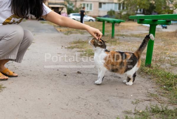 omeless striped cat on the street abandoned home 2023 09 29 14 31 00 utc