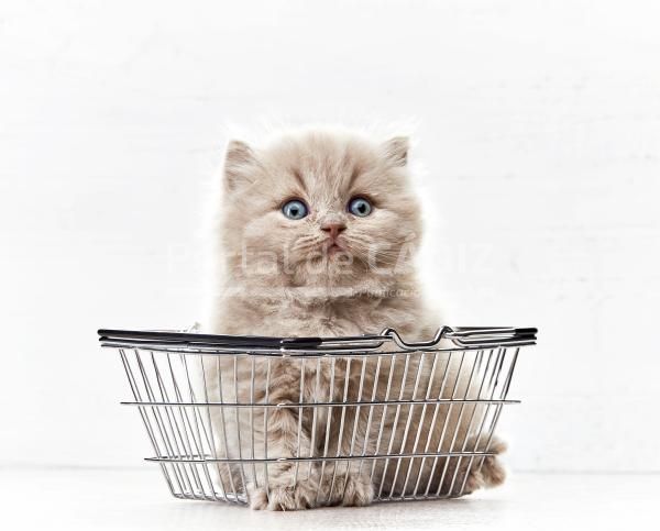 small kitten in shopping basket 2021 08 26 16 31 22 utc